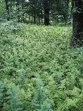 Hay-scented Fern / Dennstaedtia punctilobula  